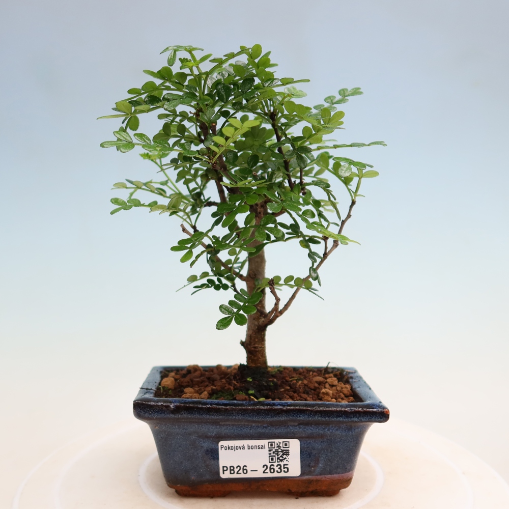 Zimmer Bonsai - Zantoxylum piperitum - Pfefferbaum