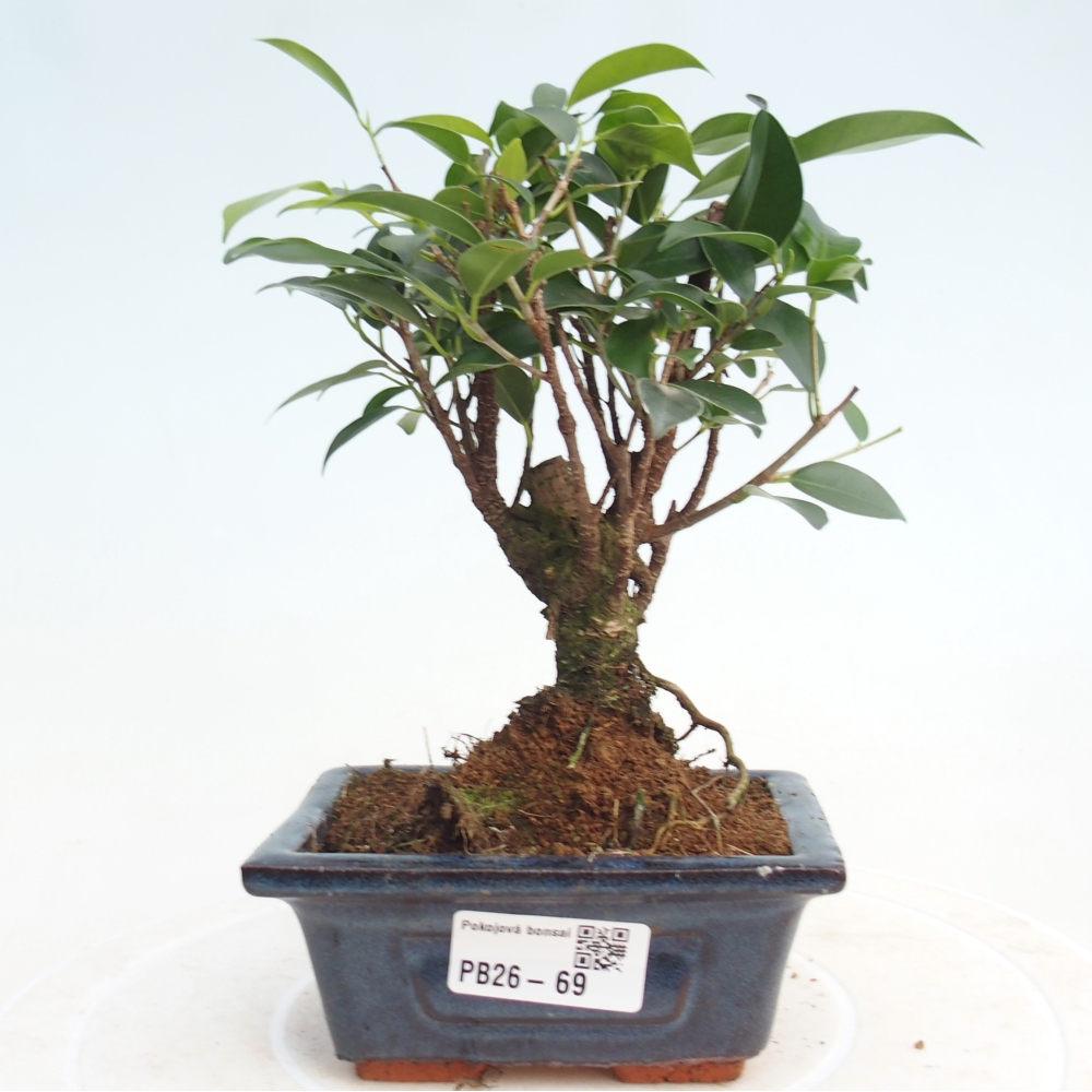 Zimmer Bonsai Ficus retusa kimmen