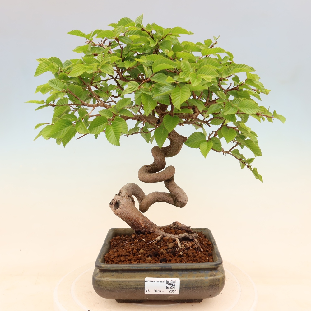 Bonsai für draußen - Karpinus Coreana - Koreanische Hainbuche