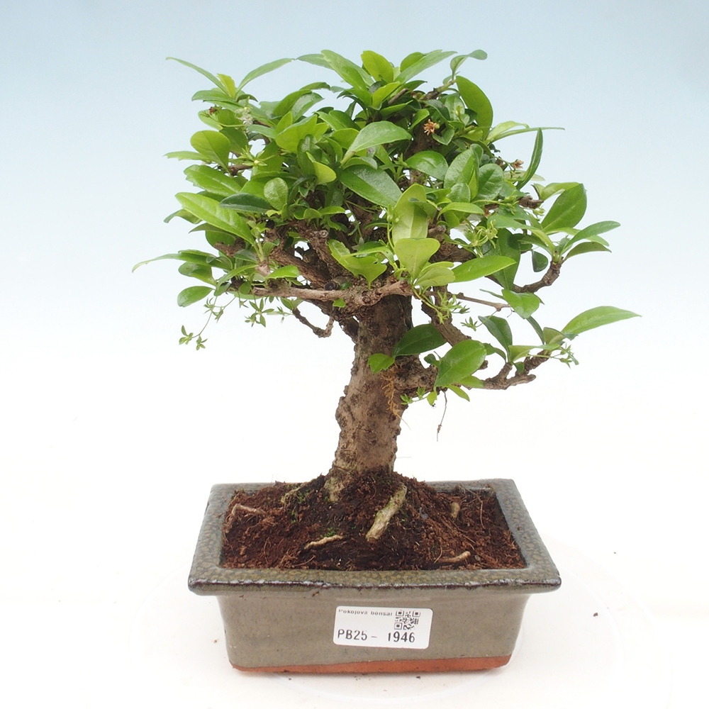 Zimmerbonsai - Carmona Macrophylla - Fuki-Tee