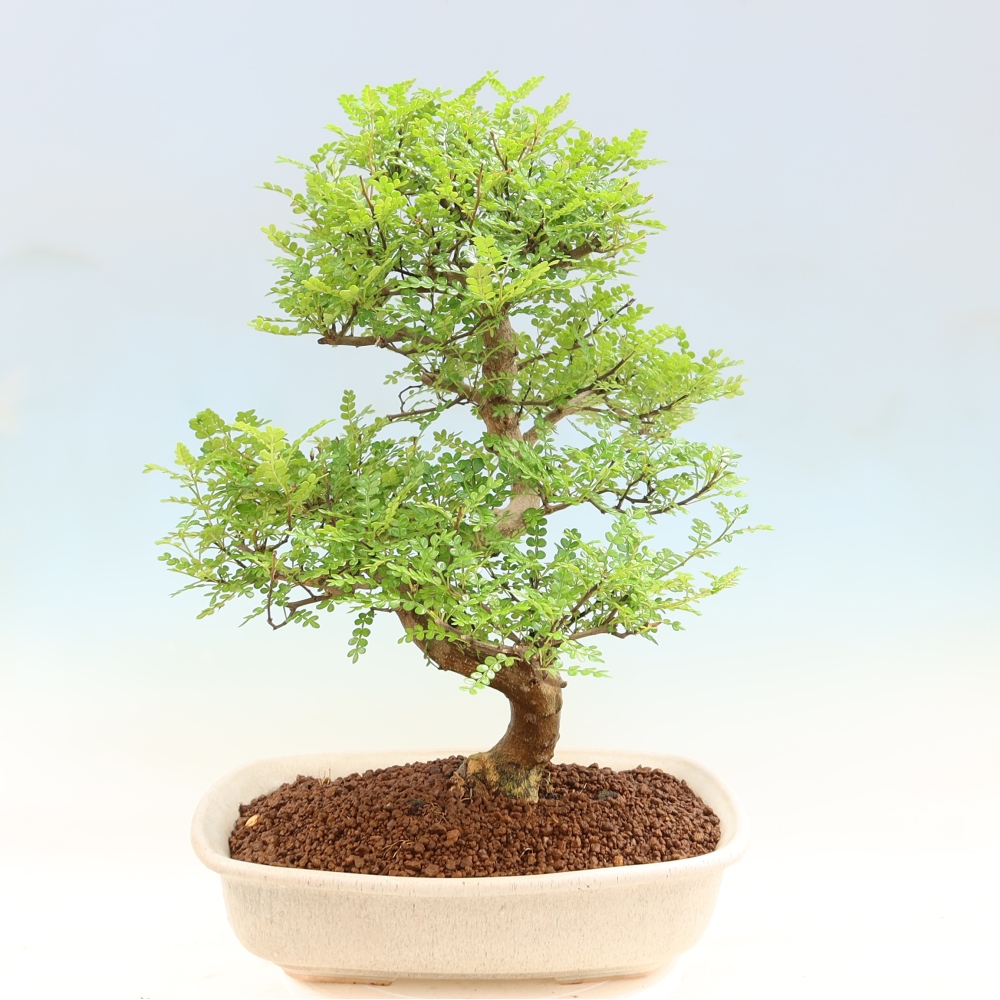Zimmer Bonsai - Zantoxylum piperitum - Pfefferbaum