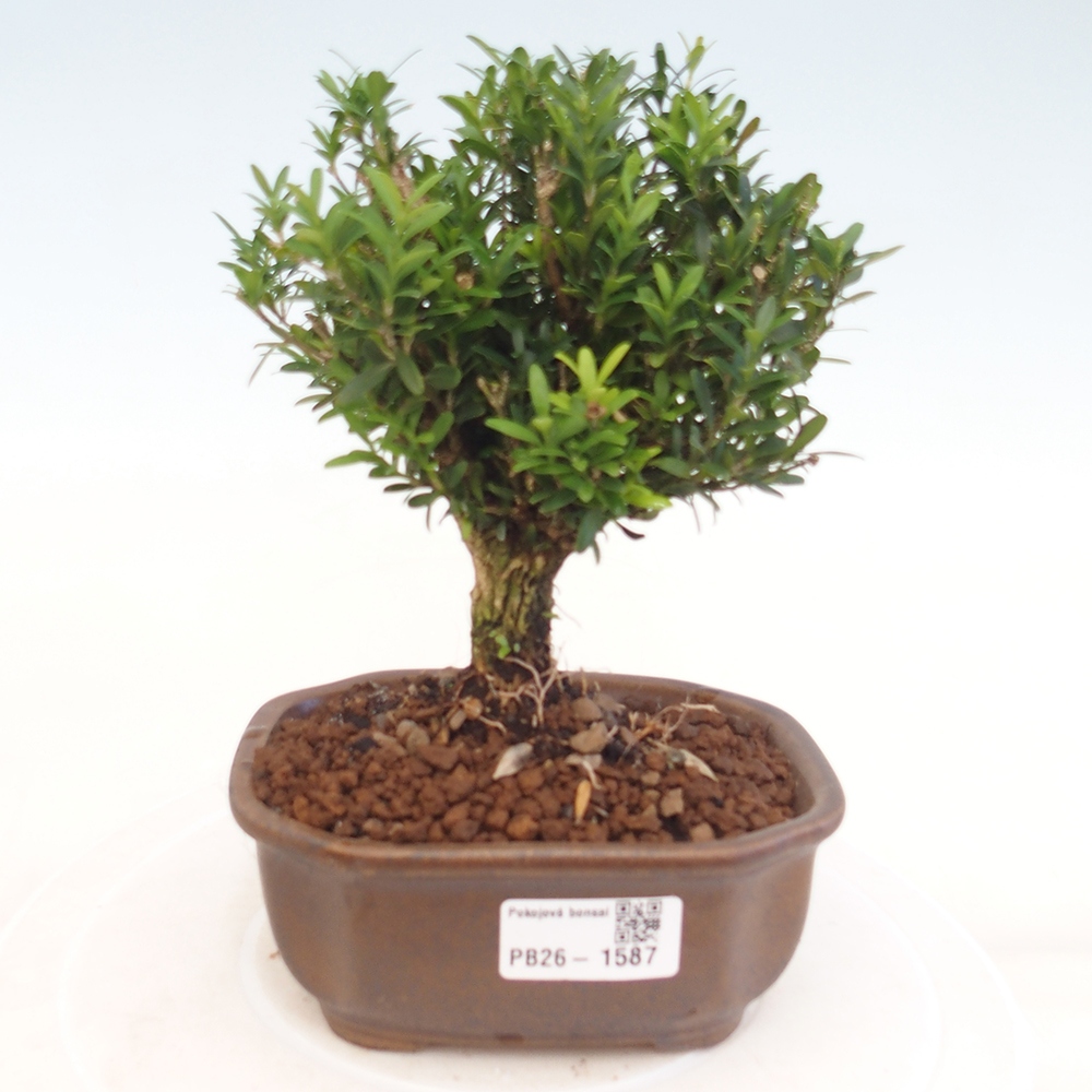 Zimmer Bonsai - Buxus harlandii - Korkbuxus