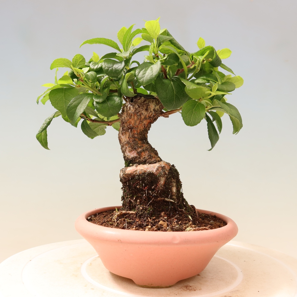 Bonsai für draußen - Celastrus orbiculatus