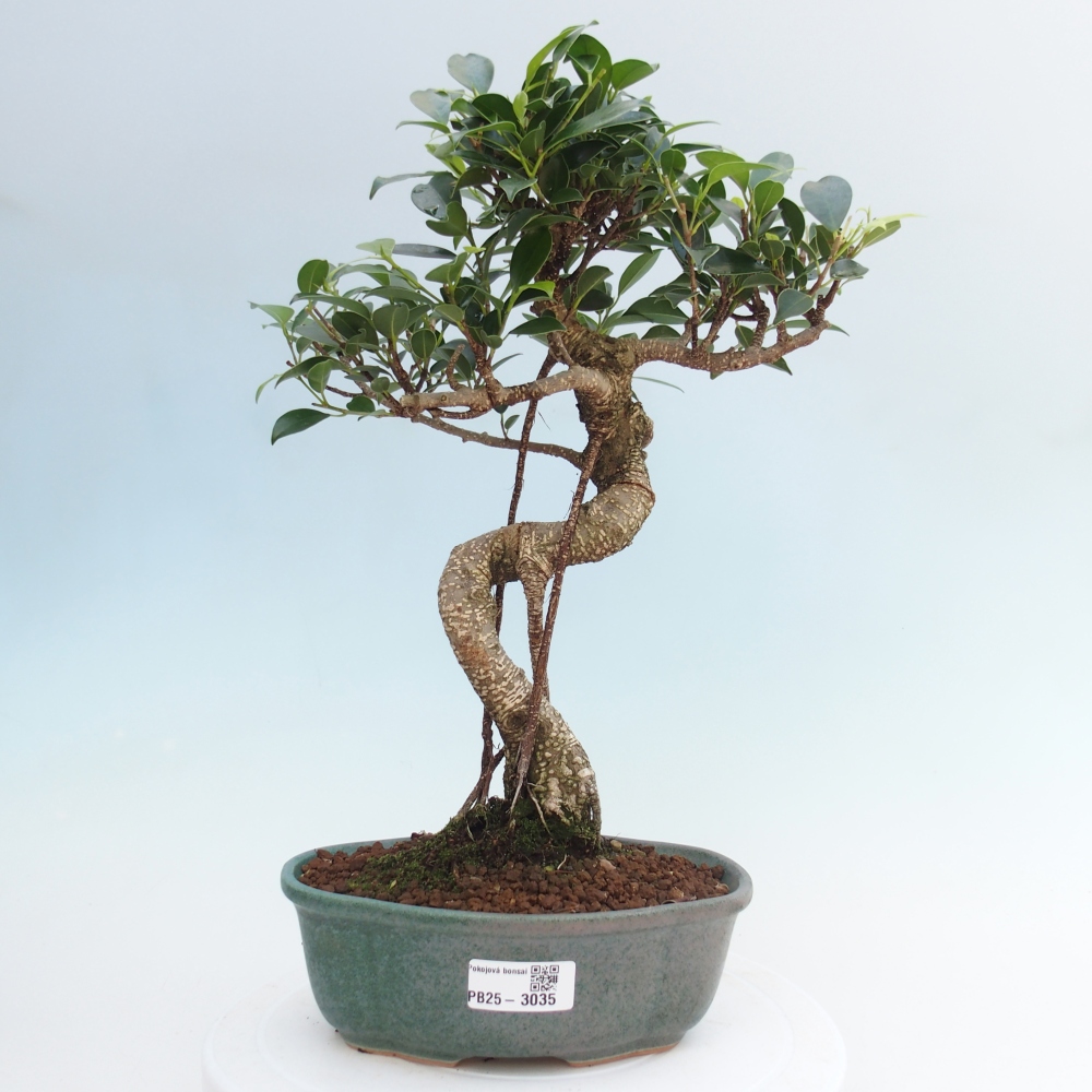 Indoor-Bonsai - Ficus retusa - kleiner Ficus