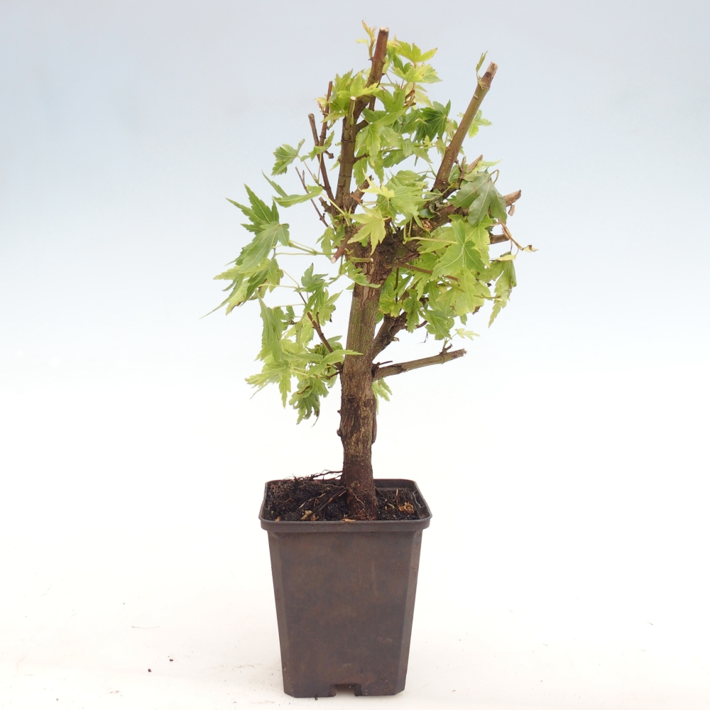 Bonsai für draußen - Acer palmatum Dr Tilt im Container