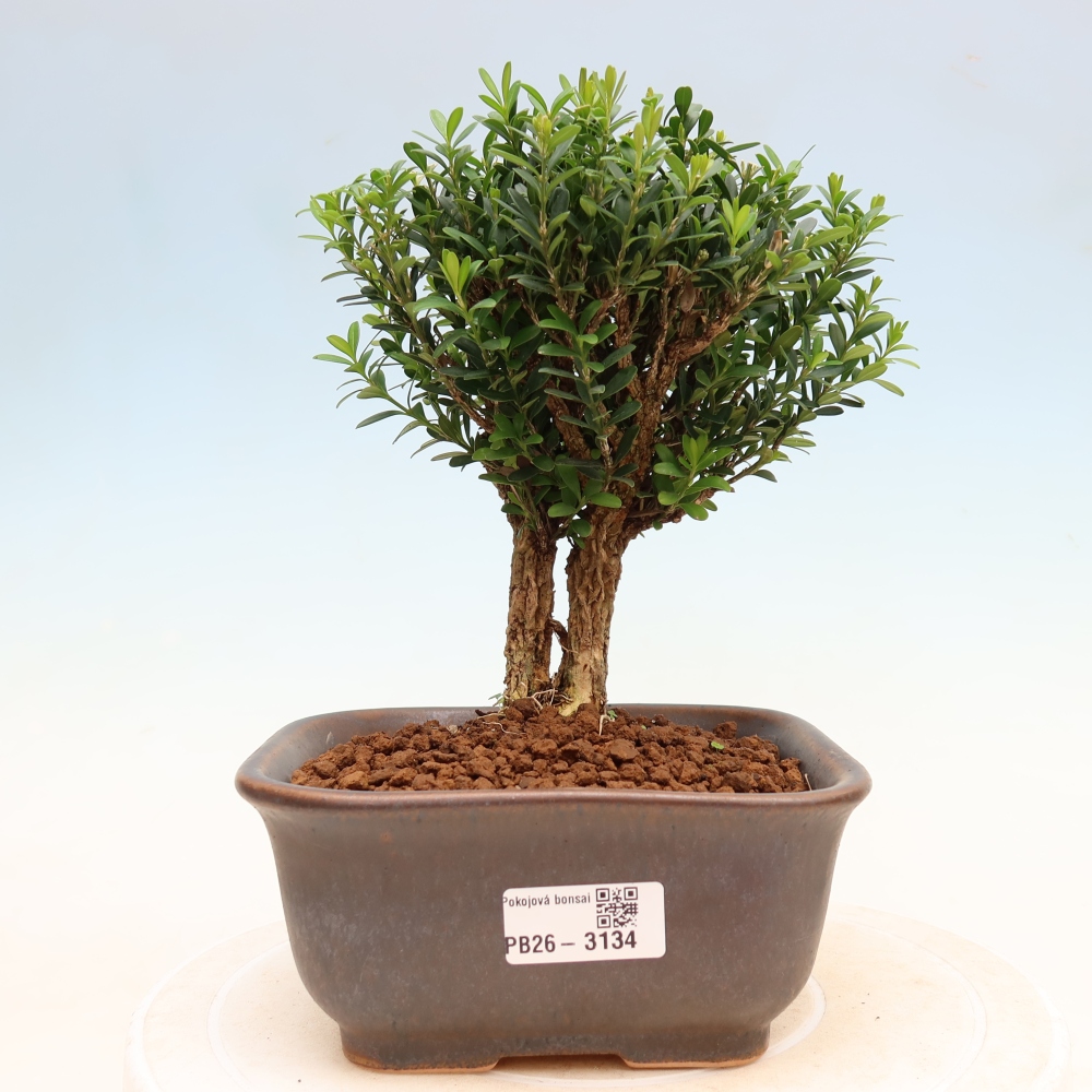Zimmer Bonsai - Buxus harlandii - Korkbuxus