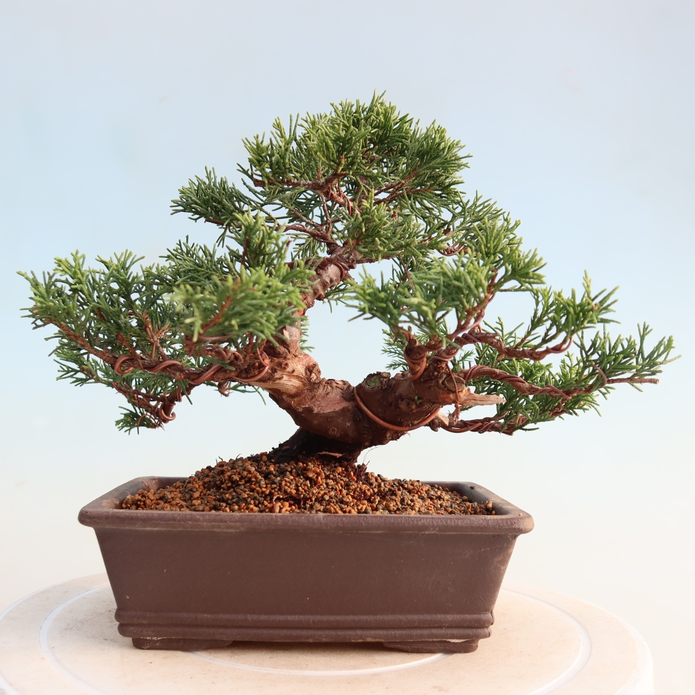Outdoor bonsai - Juniperus chinensis Itoigawa - Chinese juniper