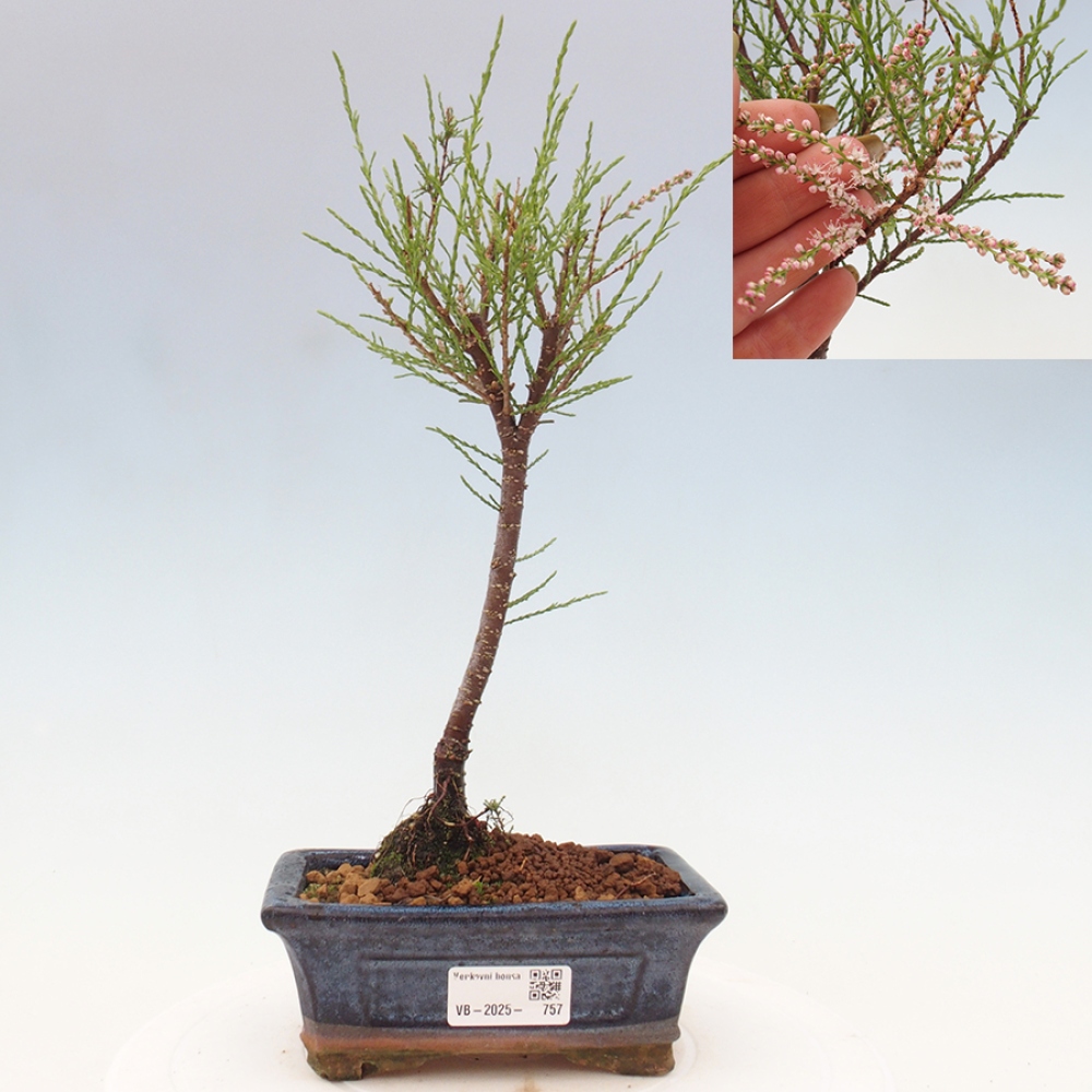Bonsai im Freien - Tamarix - Tamarix