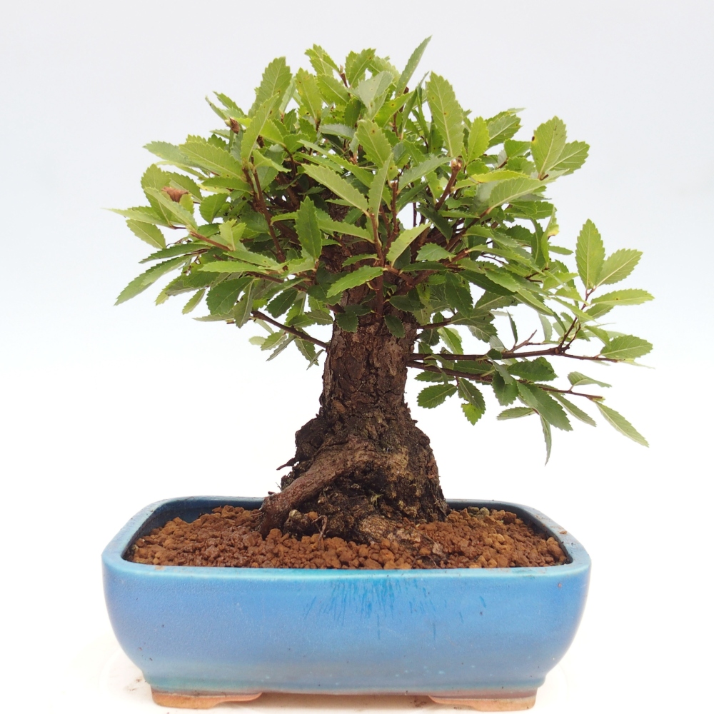 Bonsai im Freien - Zelkova - Zelkova NIRE
