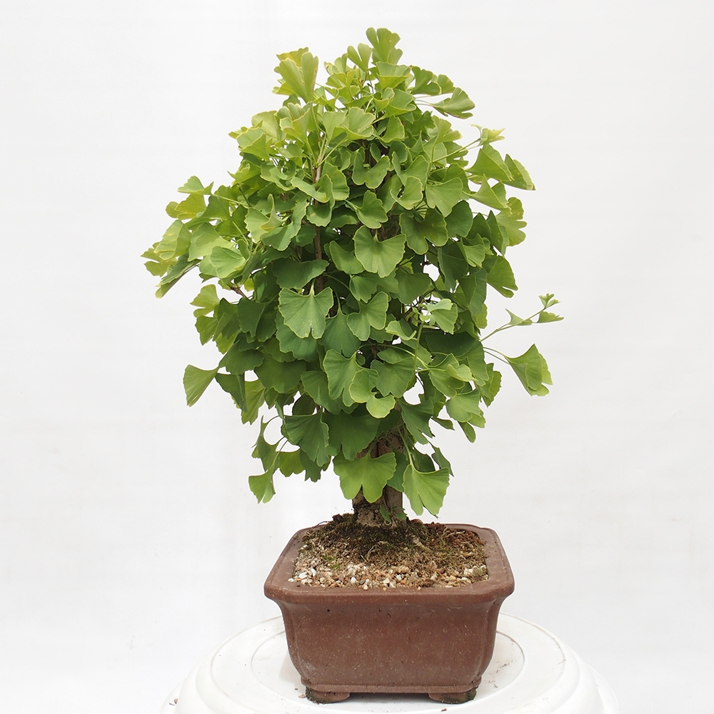 Bonsai im Freien - Jinan biloba - Ginkgo biloba
