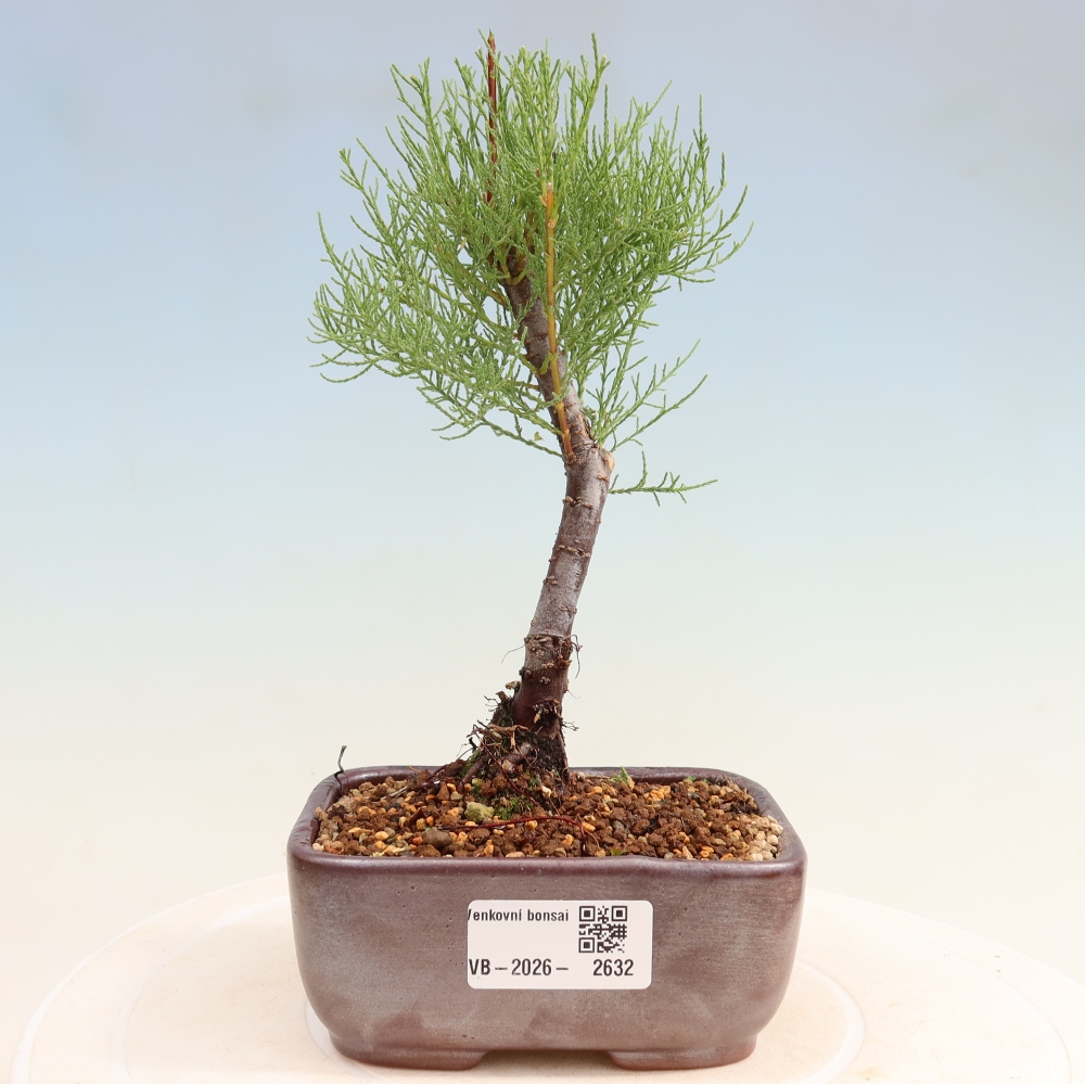 Bonsai für draußen - Tamariske - Tamarix
