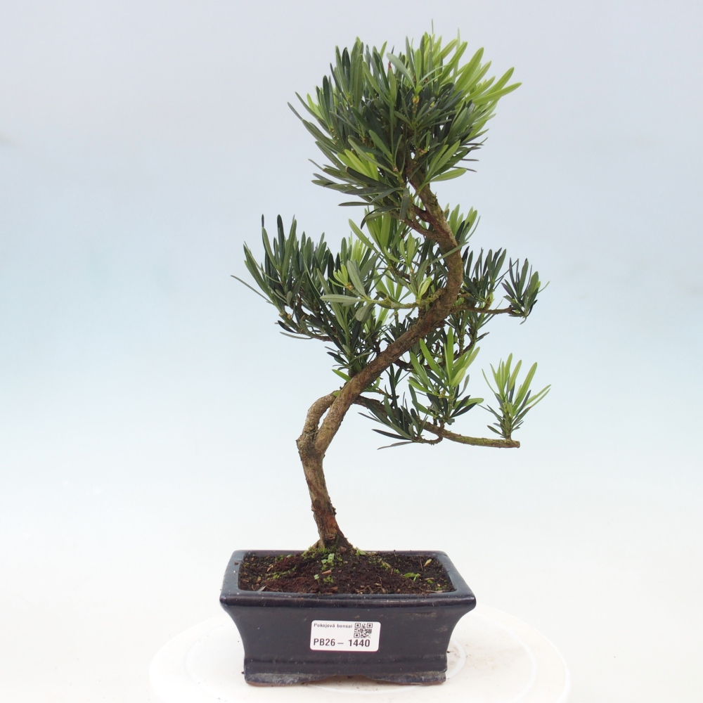 Zimmerbonsai - Podocarpus - Stein-Eibe