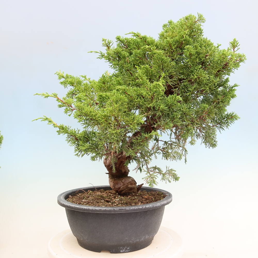 Bonsai für draußen - Juniperus chinensis Itoigawa-Juniperus chinensis