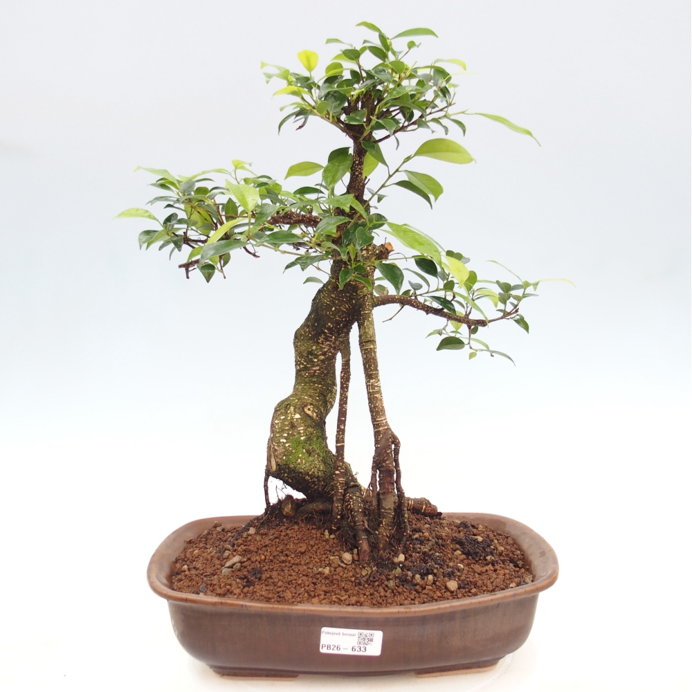 Zimmerbonsai - Ficus kimmen - Kleinblättriger Ficus