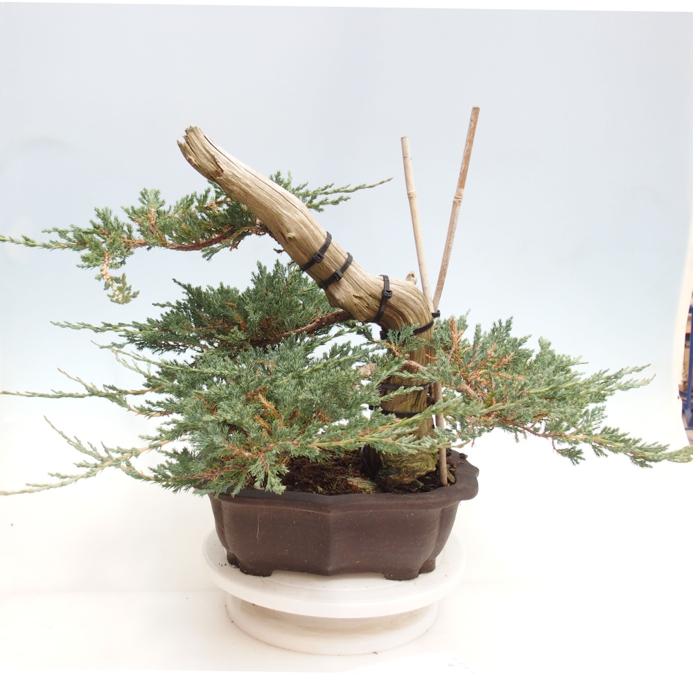 Bonsai im Freien - Juniperus  - Niedergeworfener Wacholder