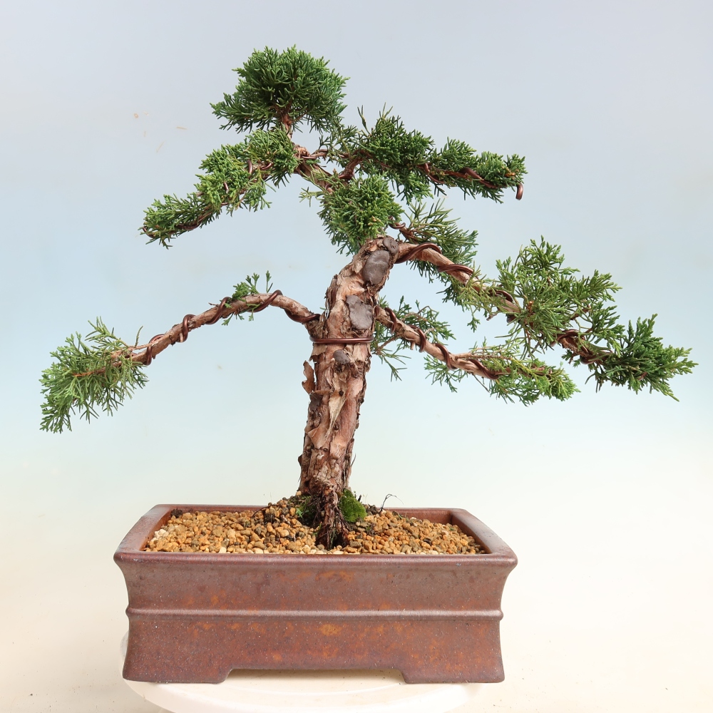 Bonsai für draußen - Juniperus chinensis Kishu