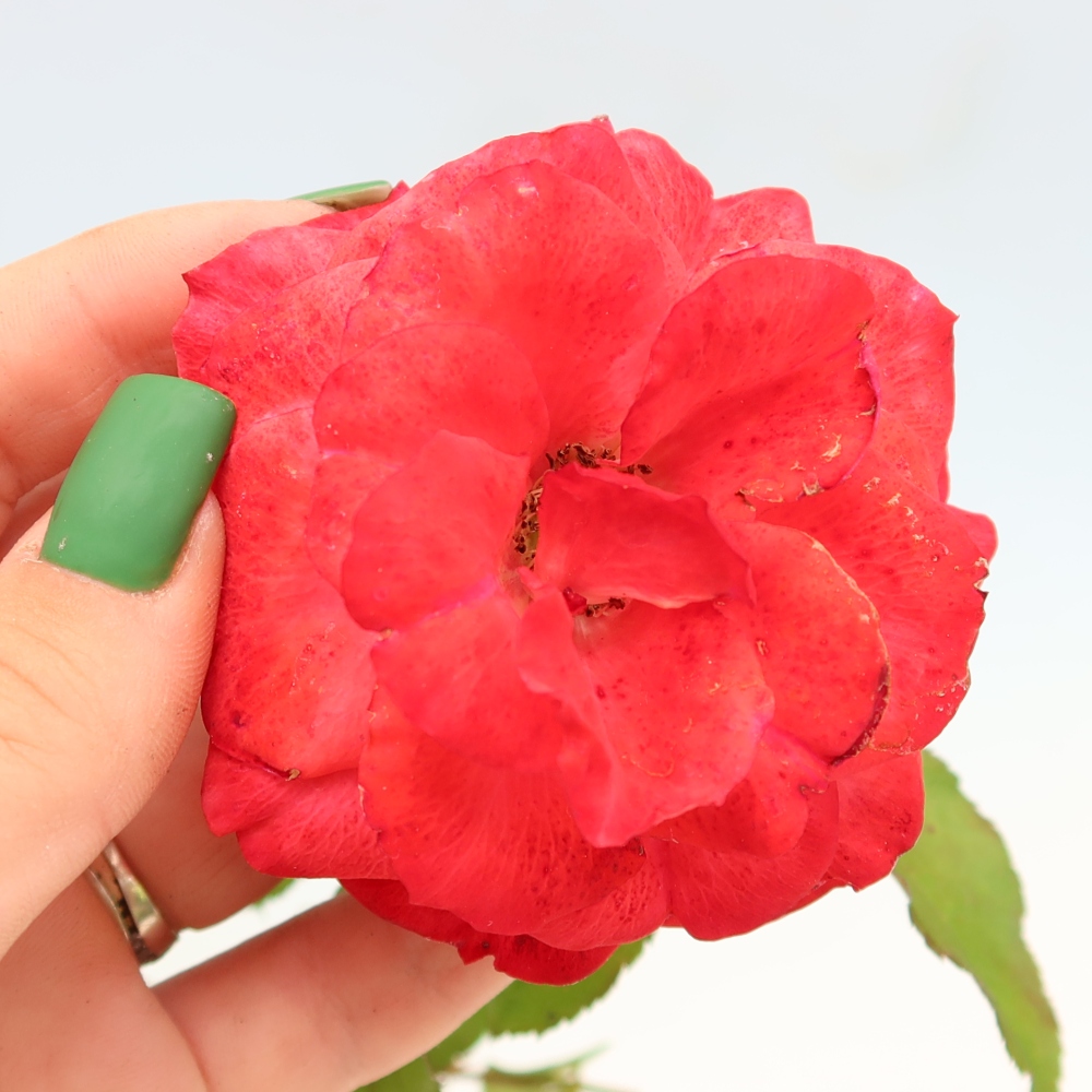 Bonsai für draußen - Rosa Kordes - Rose