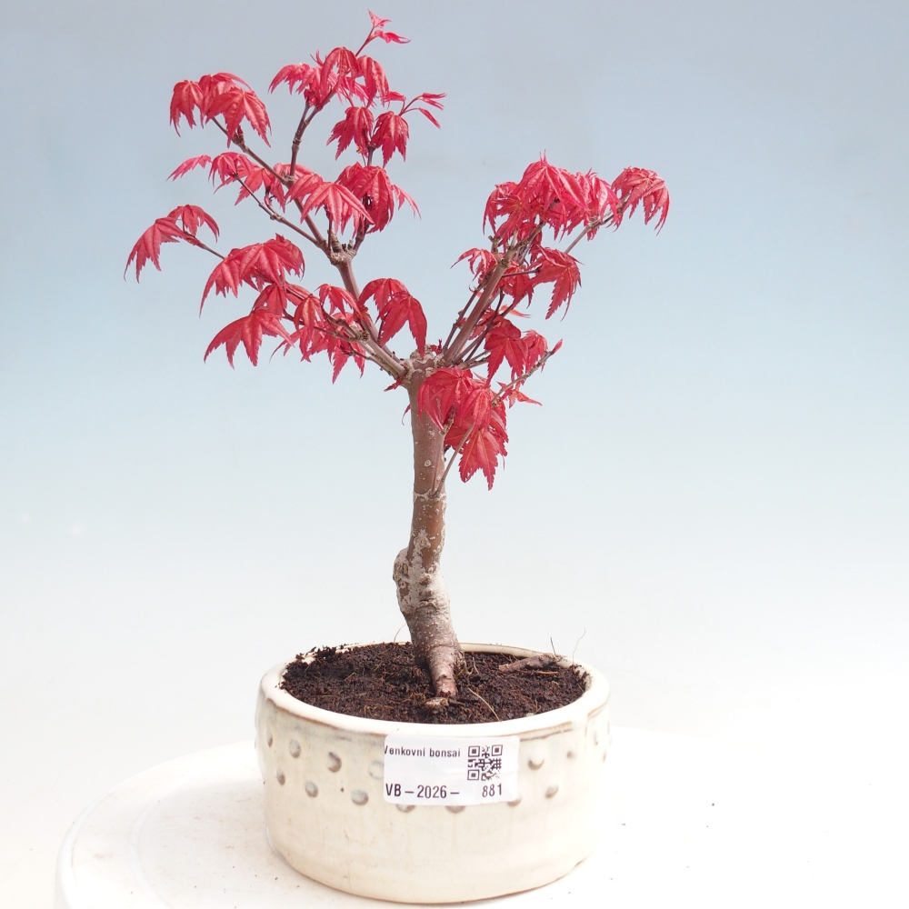 Bonsai für draußen - Acer palmatum DESHOJO