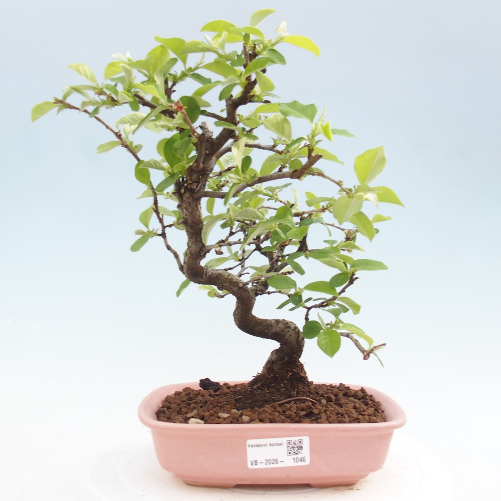 Bonsai für draußen - Chaneomeles chinensis