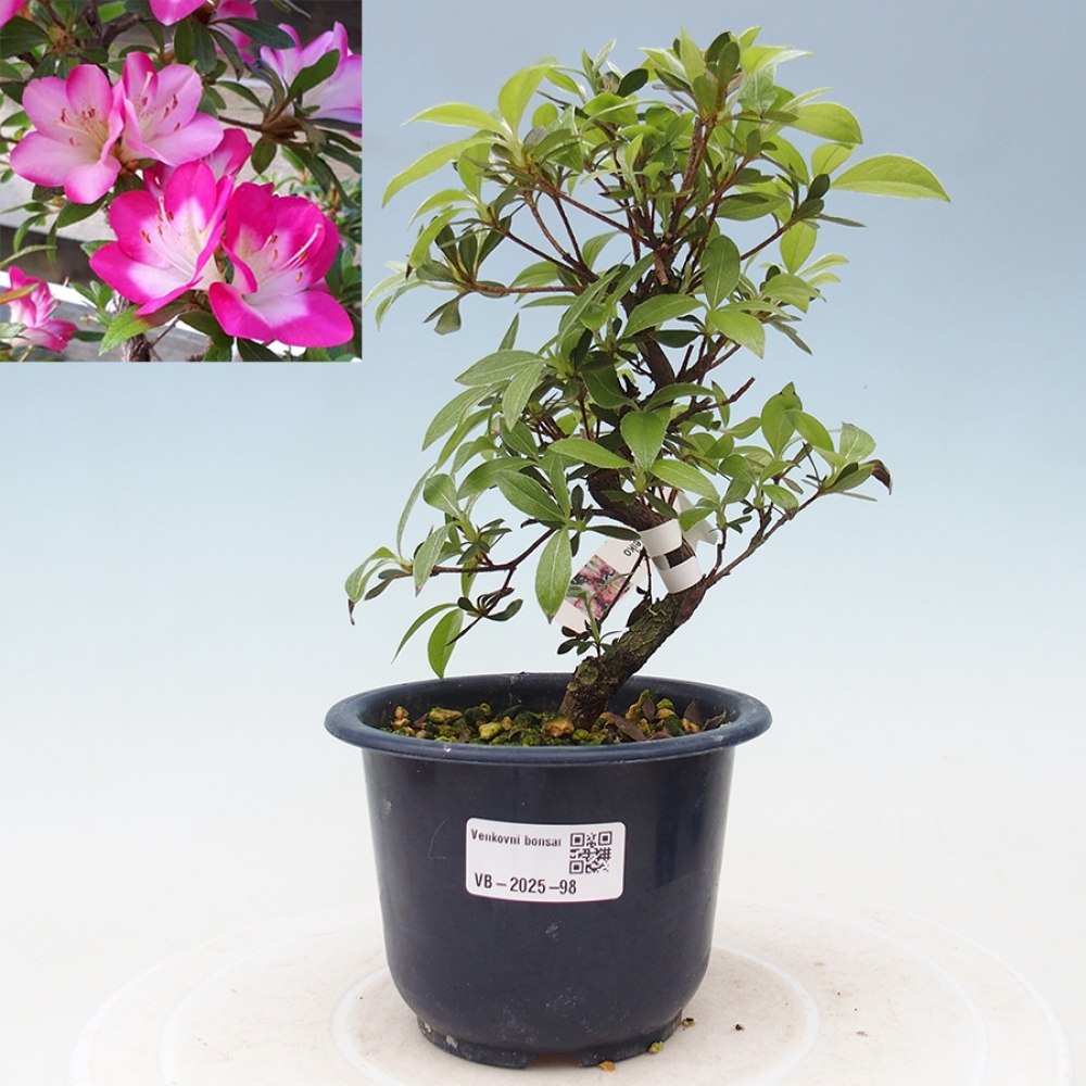 Bonsai im Freien - Japanische Azalee - Azalea Reiko