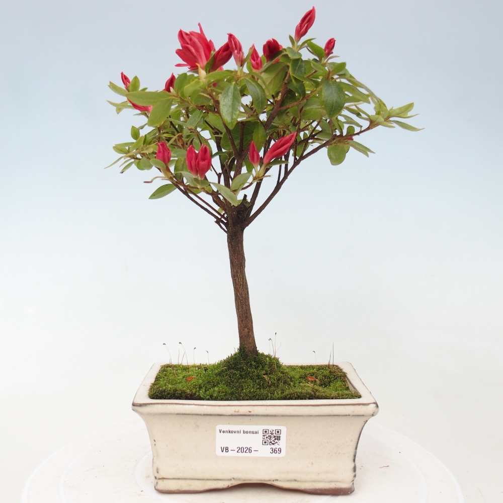 Bonsai für draußen - Japanische Azalee - Azalea sp.
