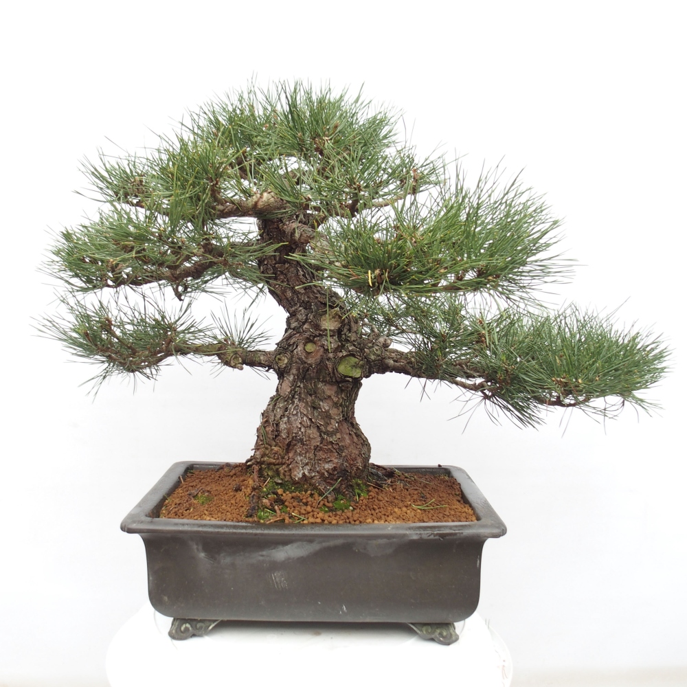 Outdoor-Bonsai - Pinus thunbergii - Thunbergkiefer