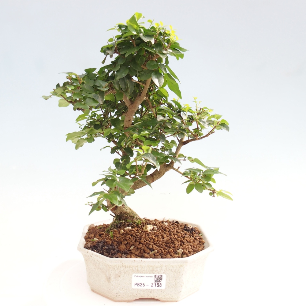 Indoor Bonsai -Ligustrum chinensis - Vogelschnabel
