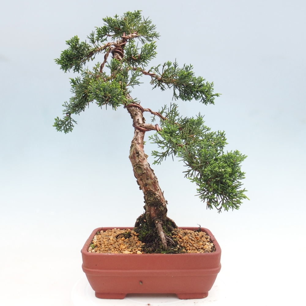 Bonsai für draußen - Juniperus chinensis Kishu