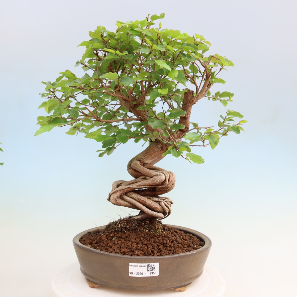 Bonsai für draußen - Karpinus Coreana - Koreanische Hainbuche