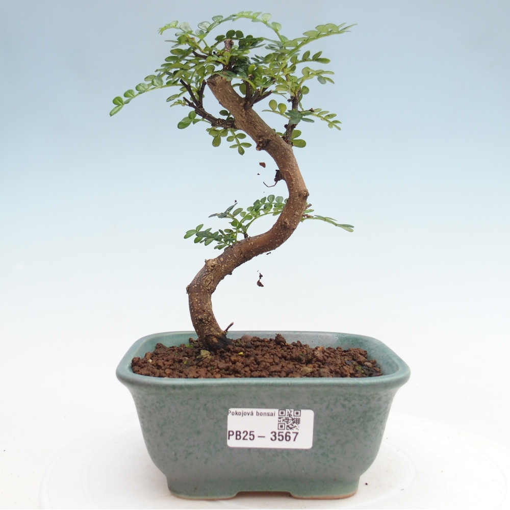 Zimmer Bonsai - Zantoxylum piperitum - Pfefferbaum