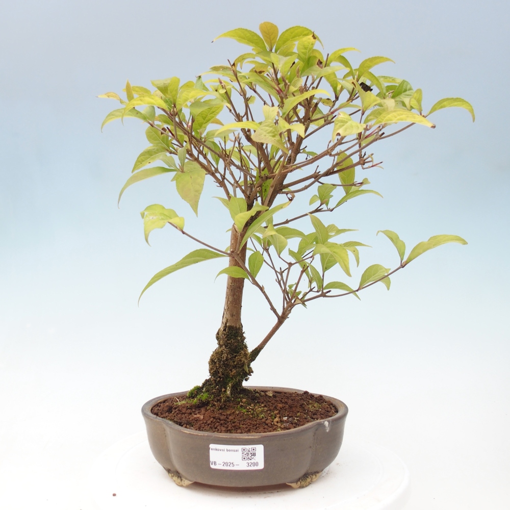 Bonsai im Freien - wunderschöne Pflanze - Callicarpa japonica