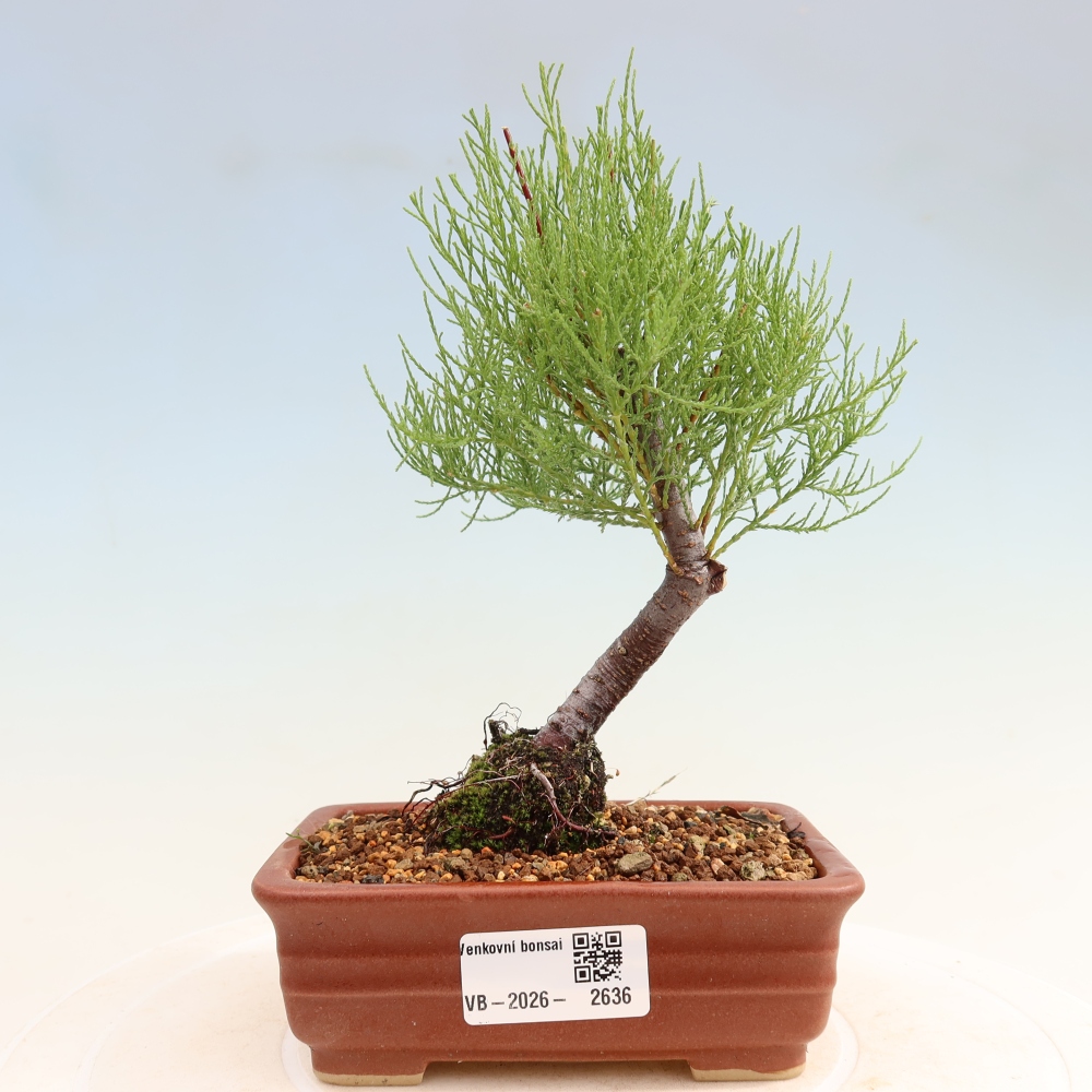 Bonsai für draußen - Tamariske - Tamarix
