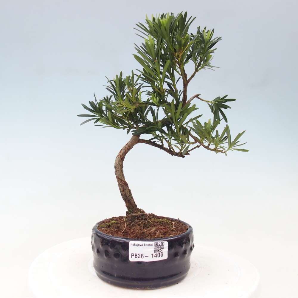Zimmerbonsai - Podocarpus - Stein-Eibe