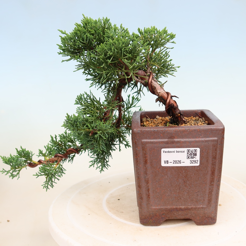 Bonsai für draußen - Juniperus chinensis Kishu