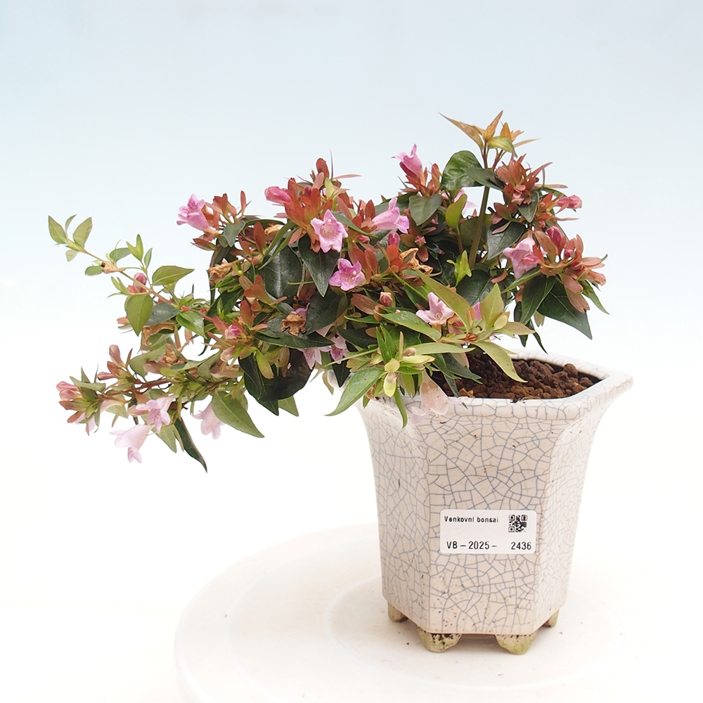 Bonsai im Freien - Abelia Grandiflora - Abelia grandiflora