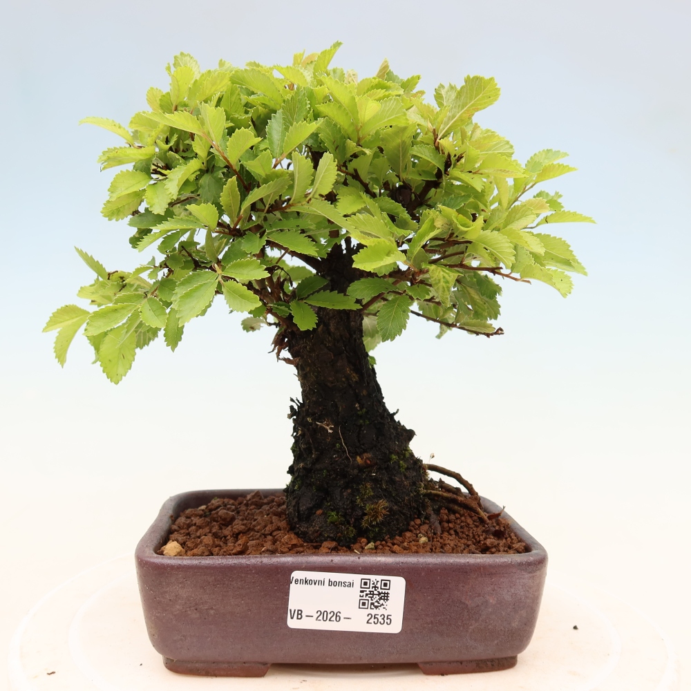 Bonsai für draußen - Zelkova - Zelkova NIRE