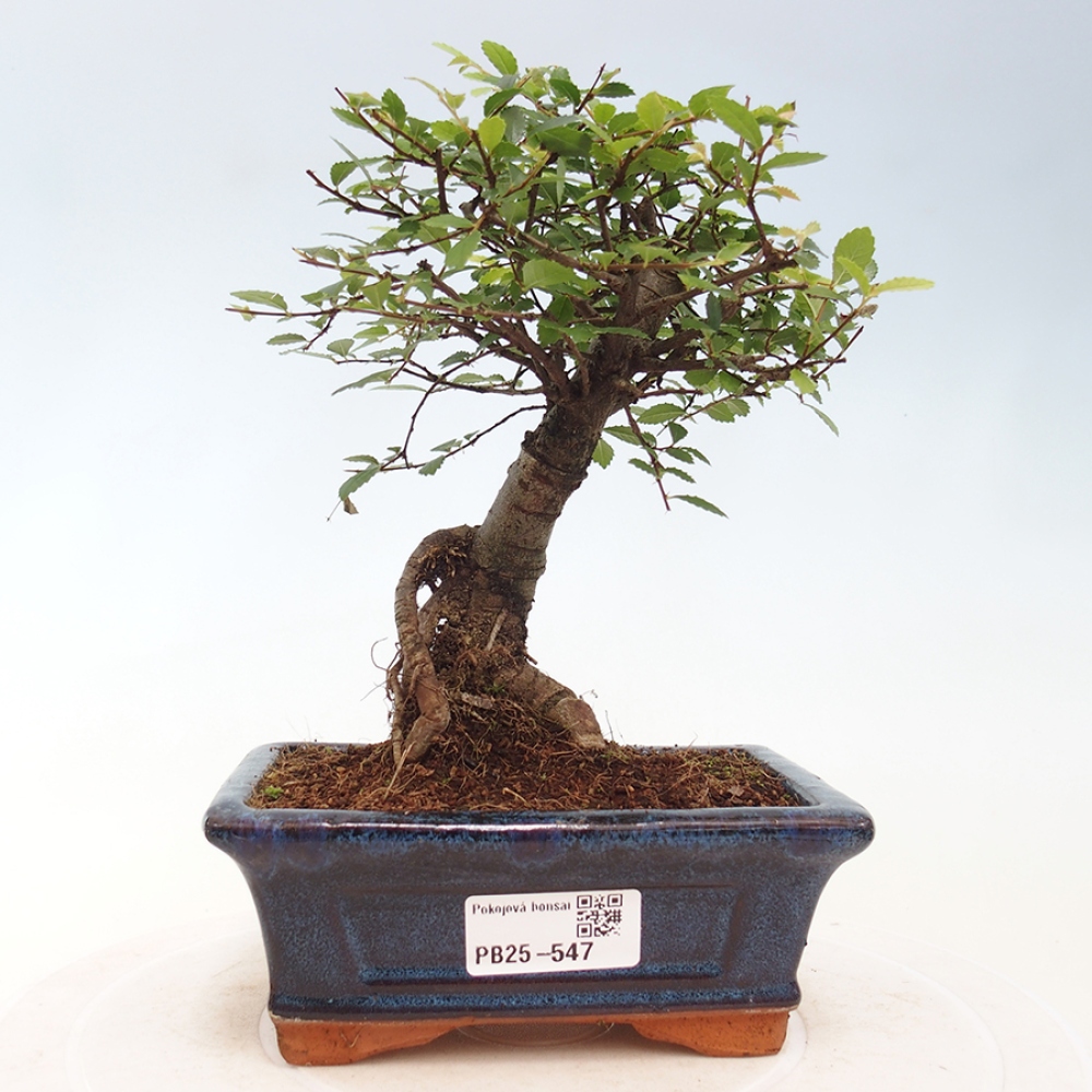 Zimmerbonsai - Ulmus parvifolia - Kleinblättrige Ulme