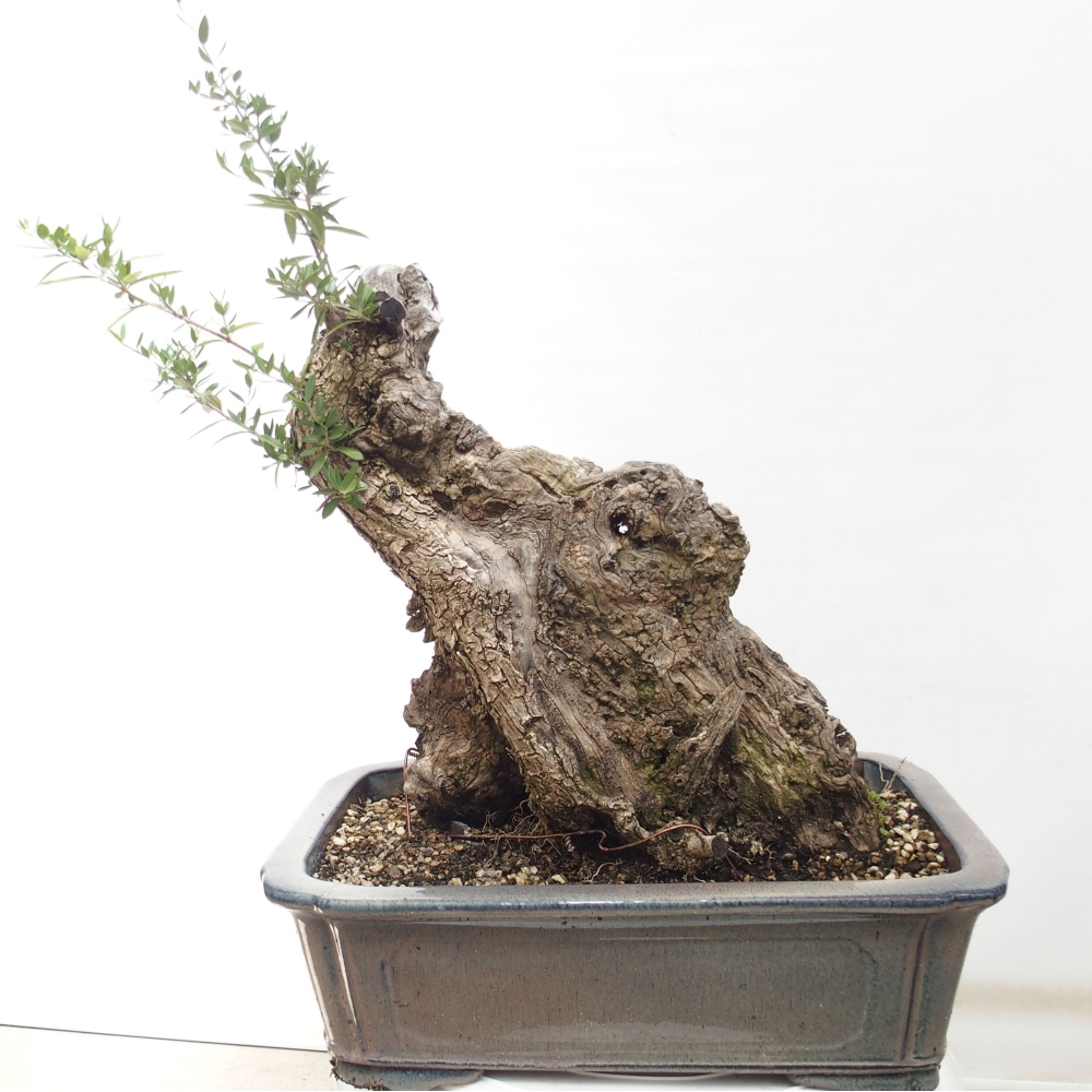 Indoor-Bonsai - Olea europaea sylvestris - Europäisches kleinblättriges Olivenöl