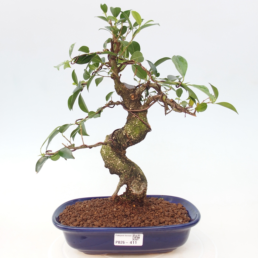 Zimmerbonsai - Ficus retusa - Kleinblättriger Ficus