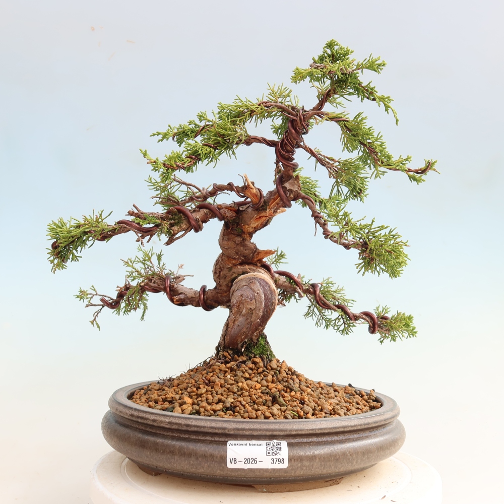 Bonsai für draußen - Juniperus chinensis Itoigawa-Juniperus chinensis