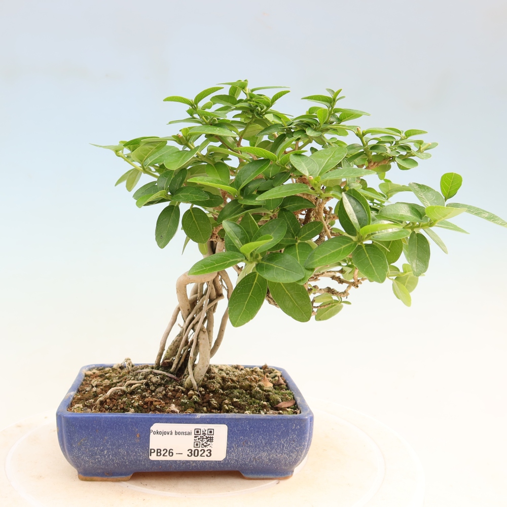 Zimmerbonsai - Premna serratifolia - Kozlovna malolista