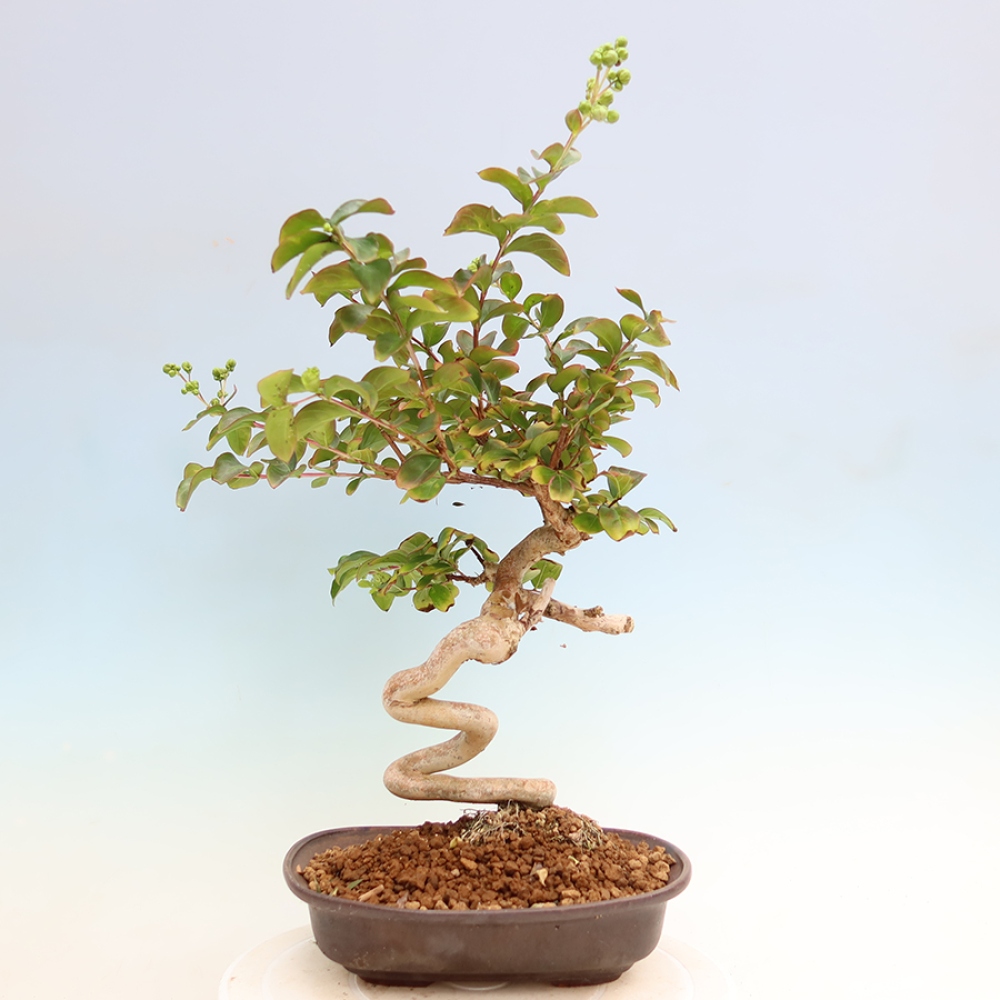 Zimmerbonsai – Lagerstroemia indica – Indischer Flieder