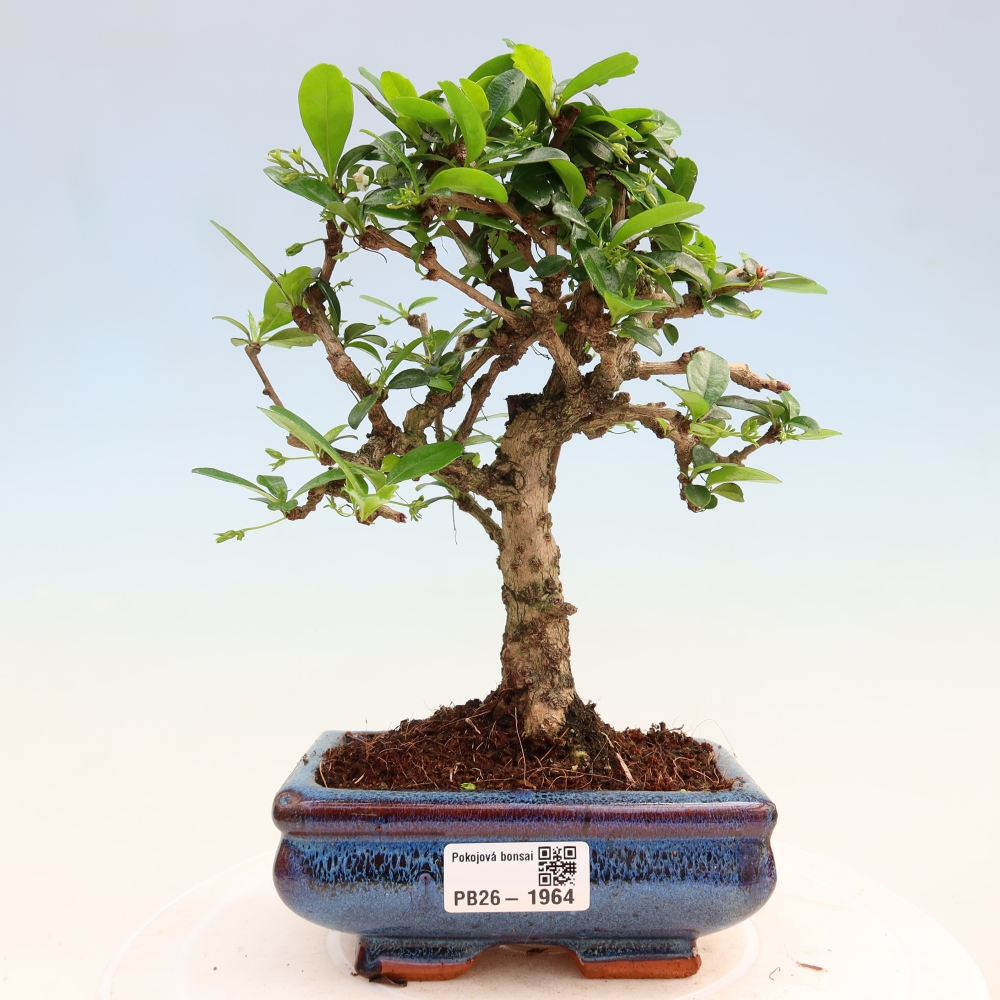 Zimmer-Bonsai - Carmona macrophylla - Tee-Fuki