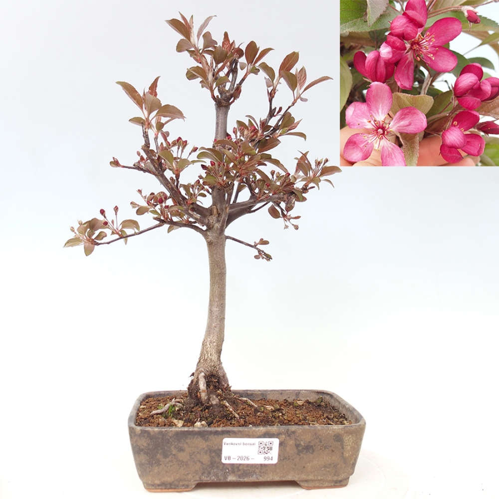 Outdoor-Bonsai -Malus domestica - Kleinfrüchtiger rotblättriger Apfelbaum