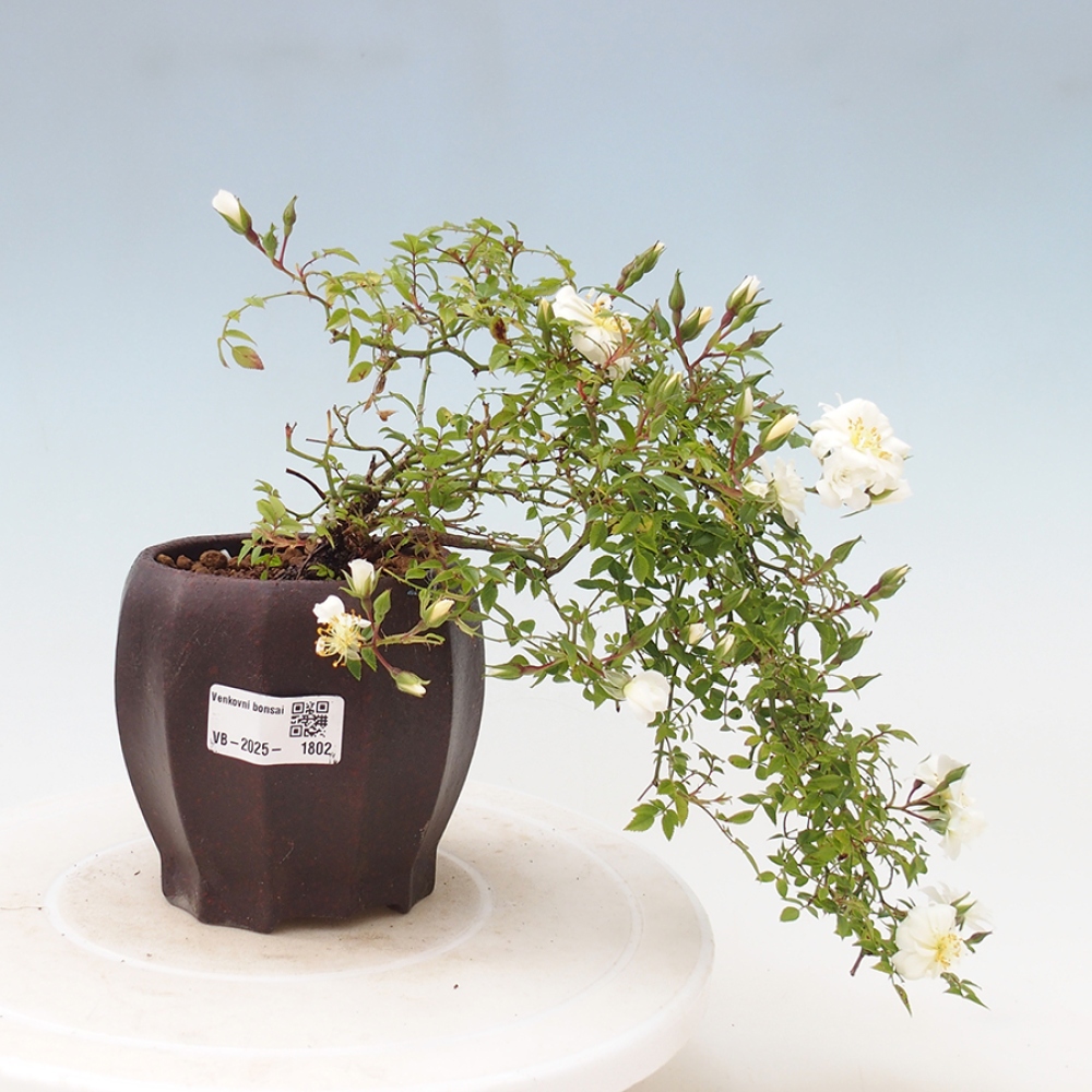 Freilandbonsai - Rosa Sea Foam -  Rose