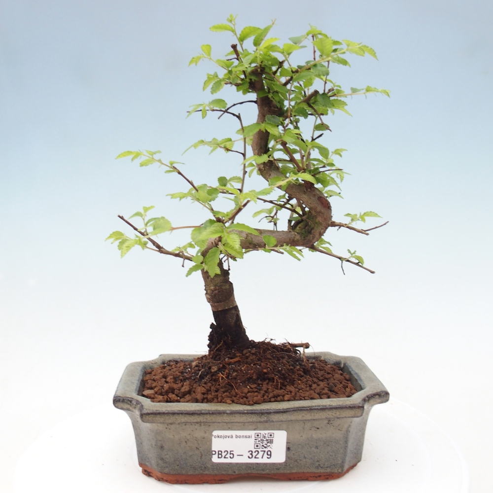 Zimmerbonsai - Ulmus parvifolia - Kleinblättrige Ulme