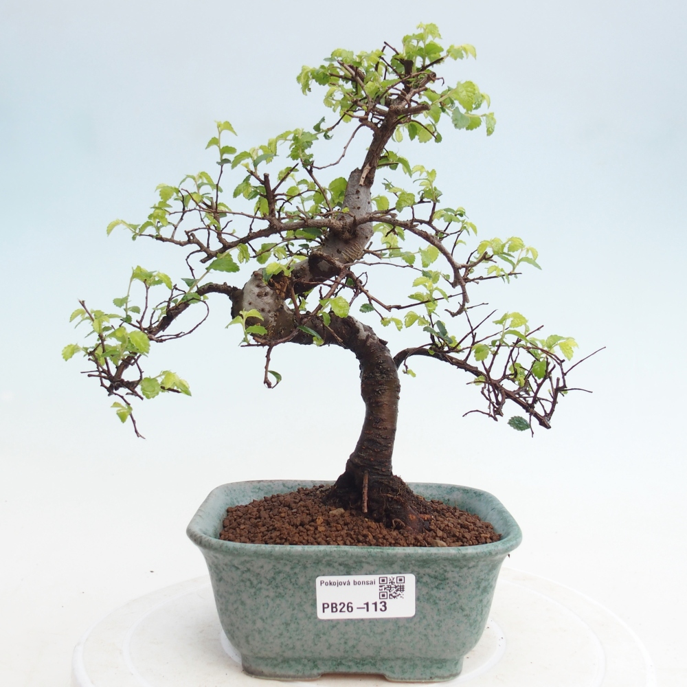 Zimmerbonsai - Ulmus parvifolia - Kleinblättrige Ulme