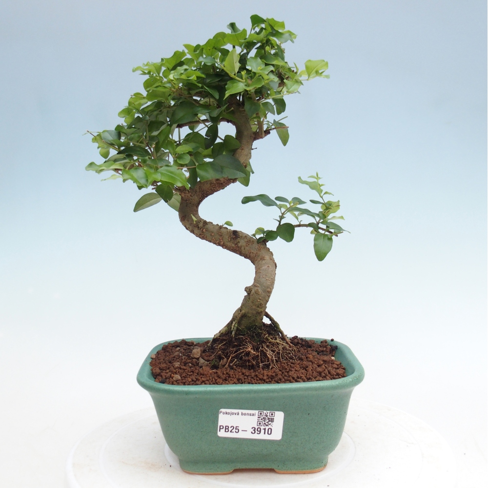 Zimmer Bonsai -Ligustrum chinensis - Vogelschnabel