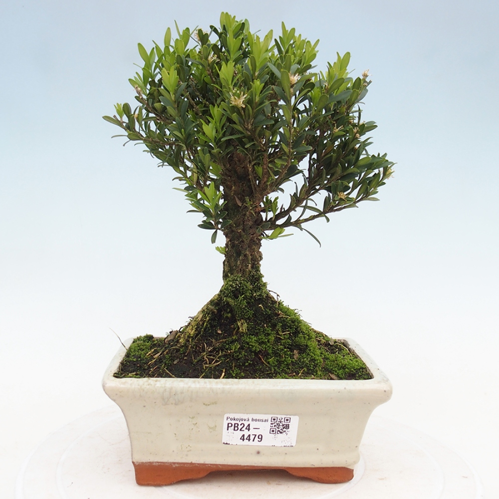 Zimmerbonsai - Buxus harlandii - Korkbuchsbaum