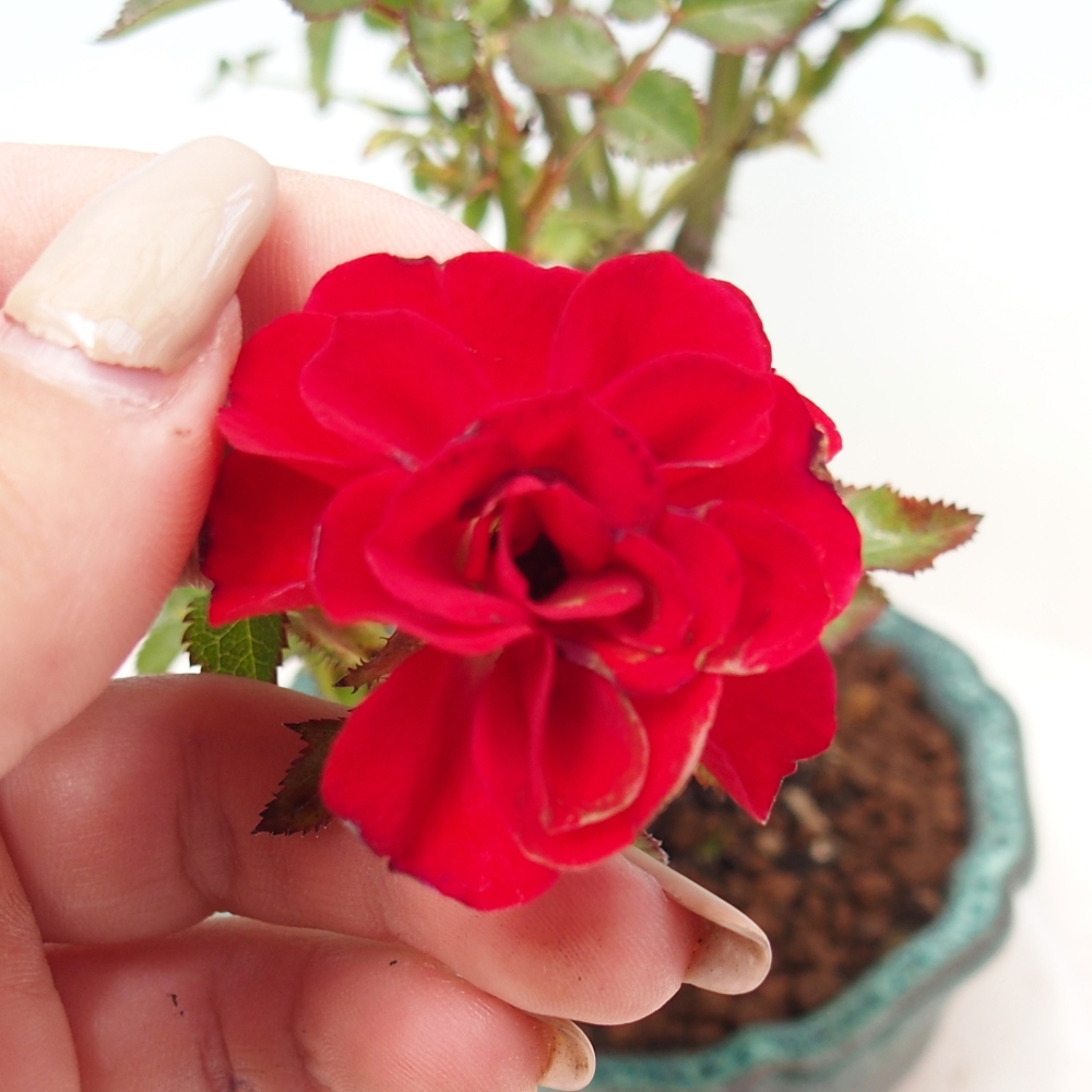 Freilandbonsai - Rosa Kordes -  Rose